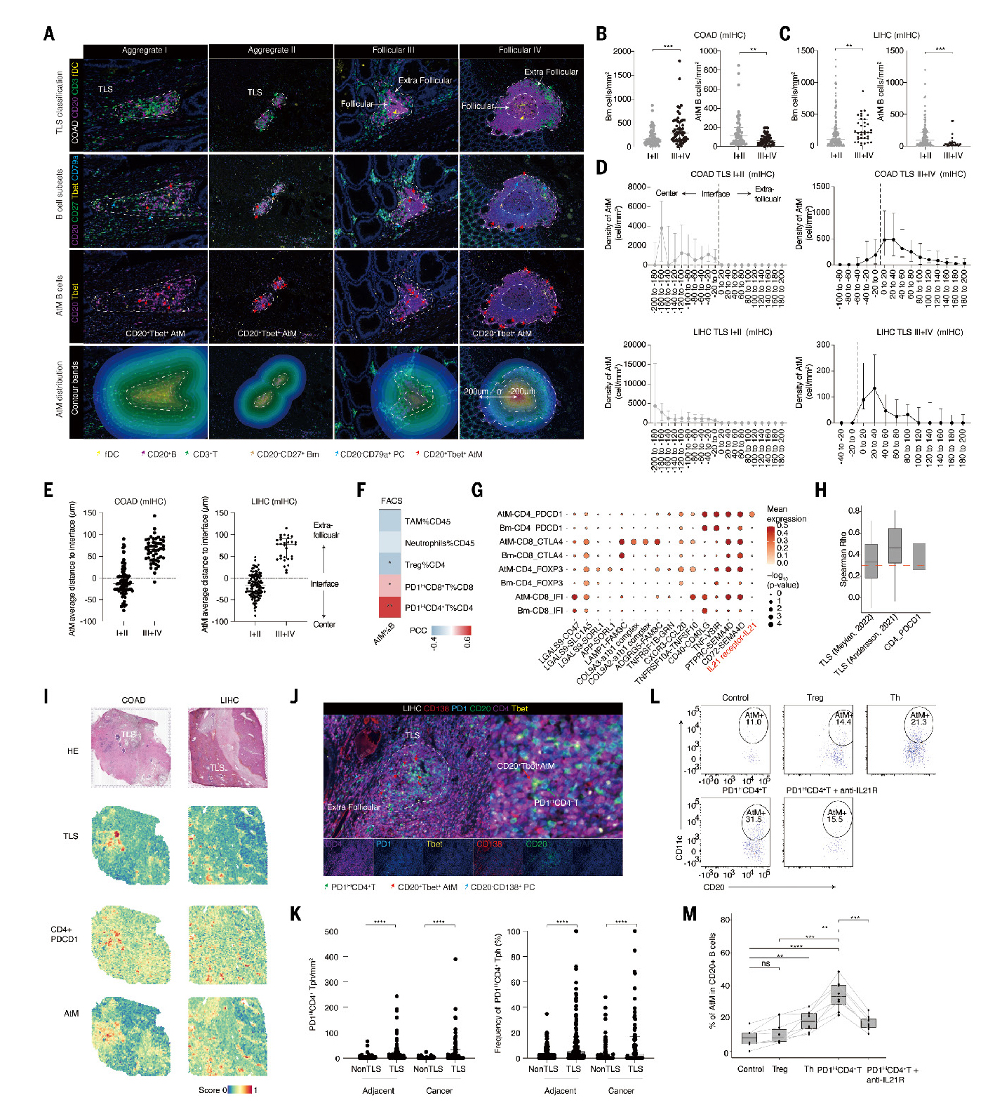 A blueprint for tumor-infiltrating B cells across human cancers_页面_10.jpg