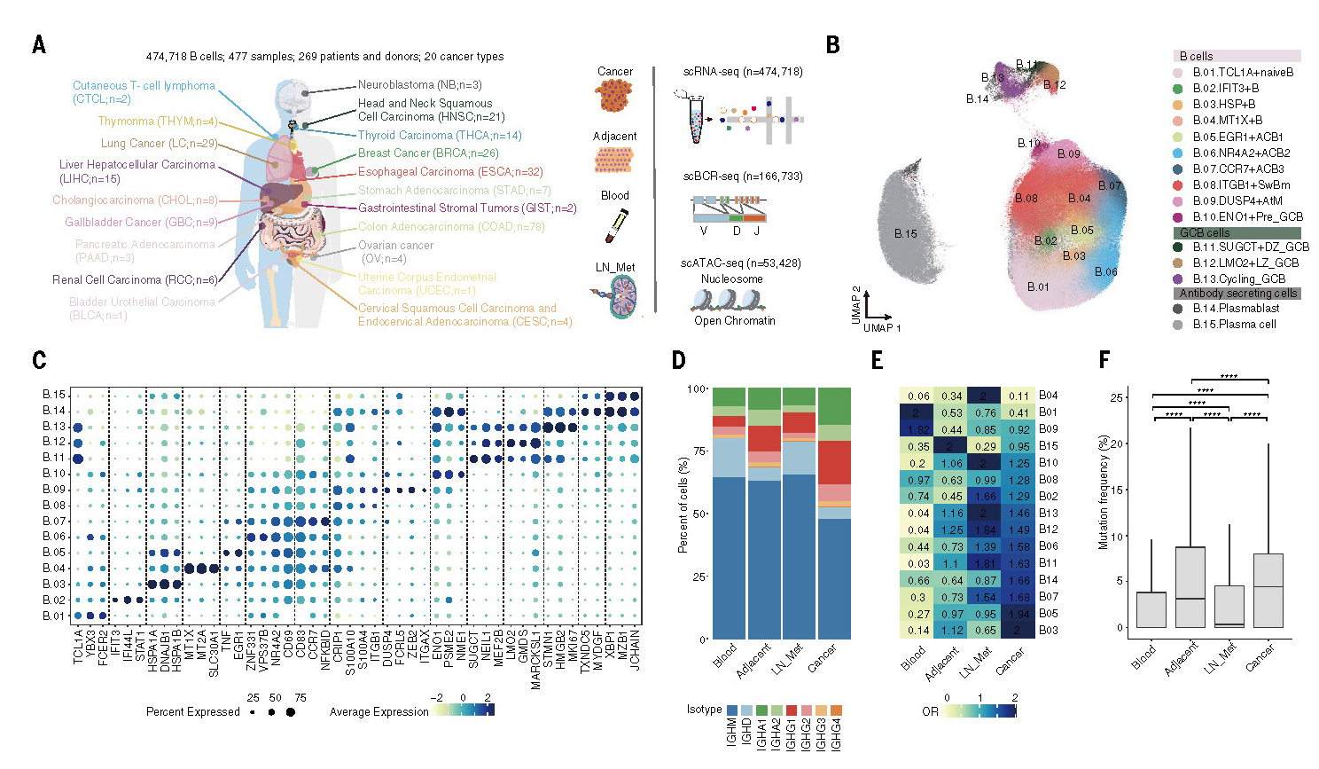 A blueprint for tumor-infiltrating B cells across human cancers_页面_03.jpg